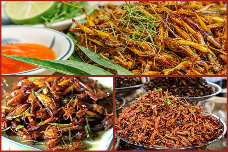 Roasted Grasshopper in Mu Cang Chai